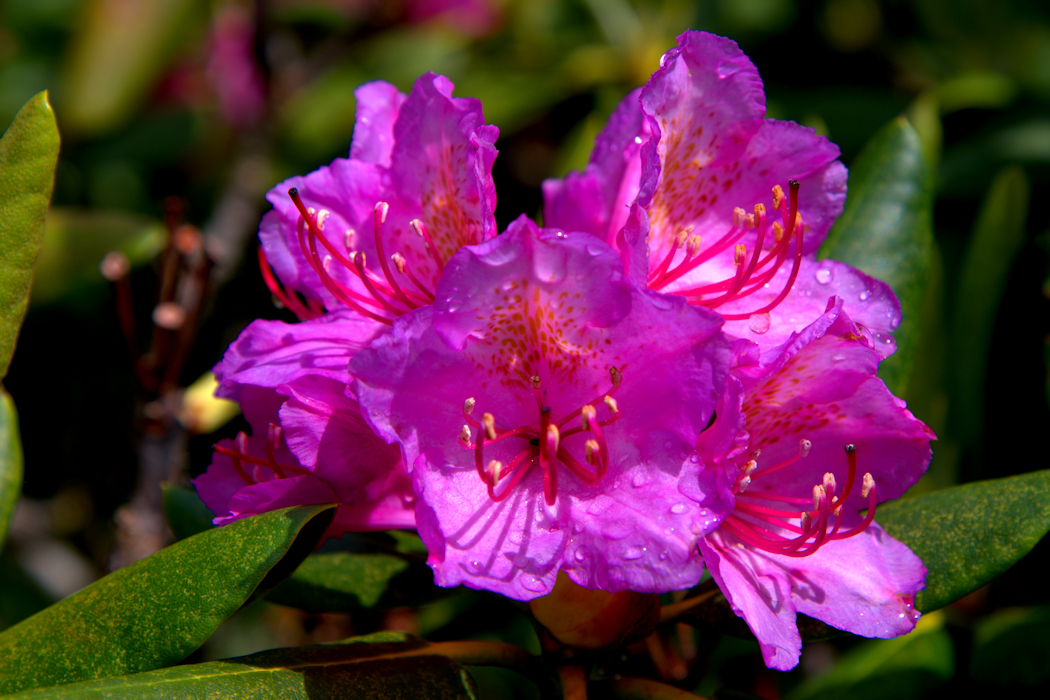 Rhododendron blossom